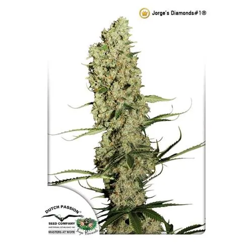 DUTCH PASSION - JORGE'S DIAMONDS#1 FEM - 3 SEMI