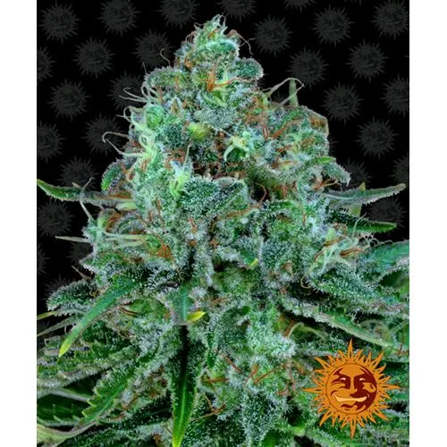 BARNEY'S FARM - CRITICAL KUSH FEM - 10 SEMI