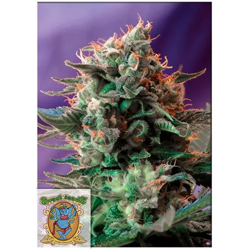 SWEET SEEDS - JACK 47 FEM - VERSIONE F1 FAST - 3+1 SEMI