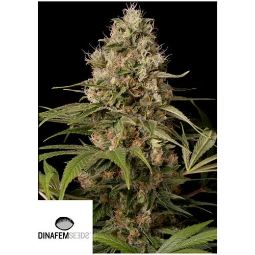 DINAFEM - SHARK SHOCK CBD 5 SEMI
