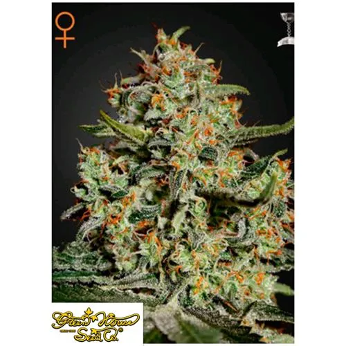 GREEN HOUSE - BIG BANG FEM - 3 SEMI
