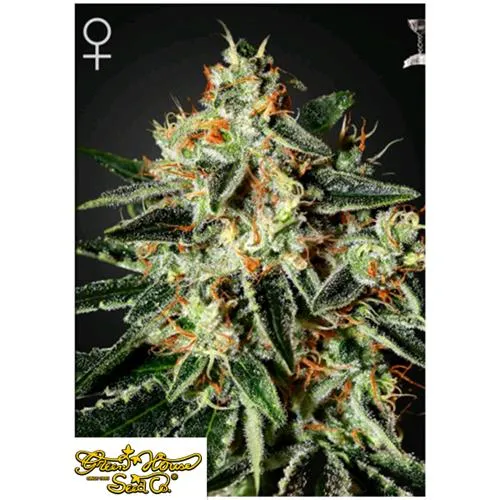 GREEN HOUSE - GH CHEESE FEM - 5 SEMI