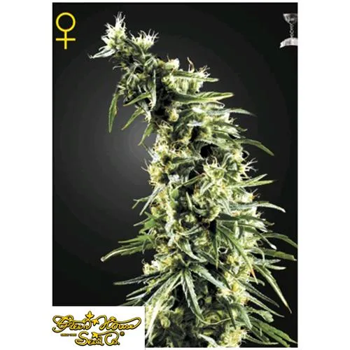 GREEN HOUSE HAWAIIAN SNOW 3 SEMI