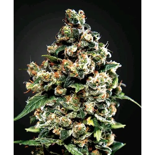 GREEN HOUSE JACK HERER 5 SEMI