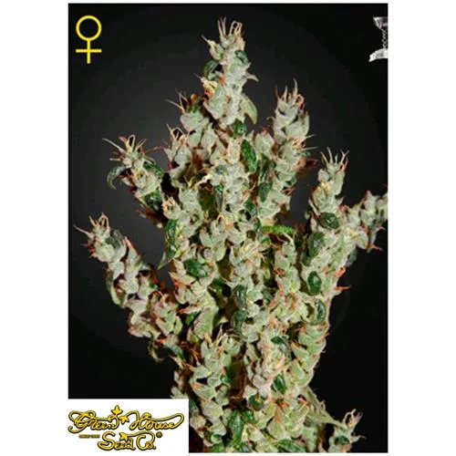 GREEN HOUSE NL5 HAZE MIST 5 SEMI