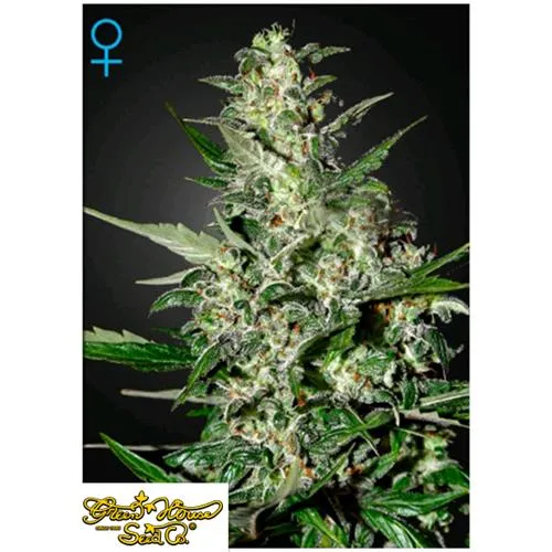 GREEN HOUSE SUPER CRITICAL AUTO 5 SEMI