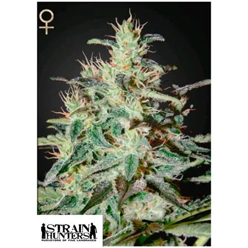 GREEN HOUSE - WHITE LEMON - 3 SEMI (CACCIATORI DI CEPPI)