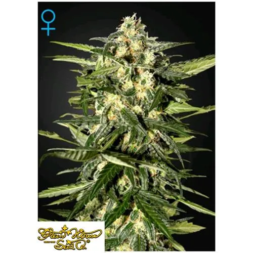 GREEN HOUSE JACK HERER AUTOMATICA 5 SEMI