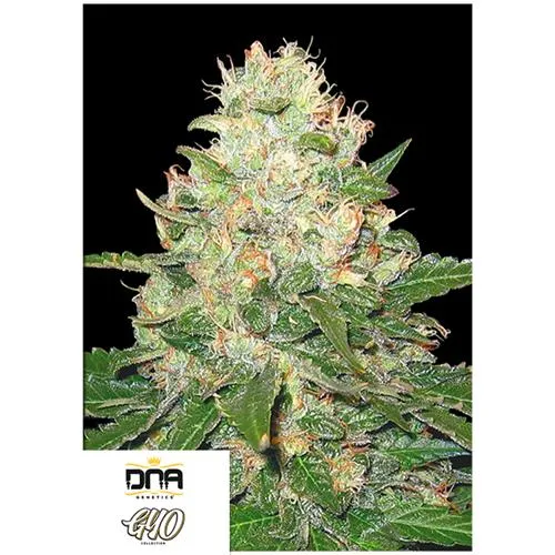 DNA GENETICS - ROCKLOCK FEM - 3 SEMI