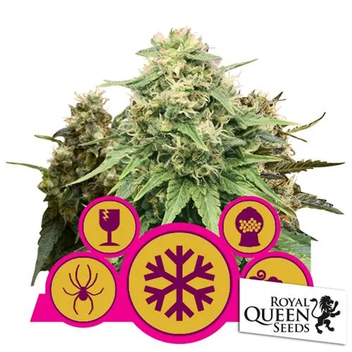 ROYAL QUEEN SEEDS - MIX FEMMINILIZZATI - 3 SEMI