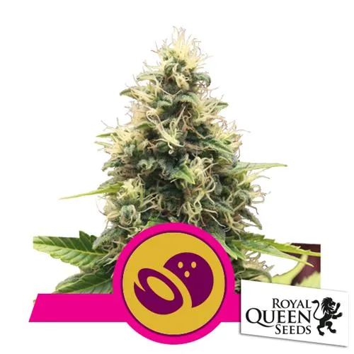 SEMI ROYAL QUEEN - SOMANGO XL FEM - 3 SEMI