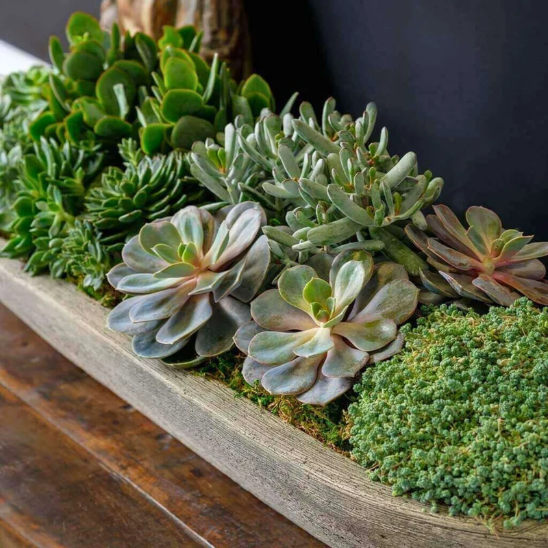 Barca Concrete Planters - Campania