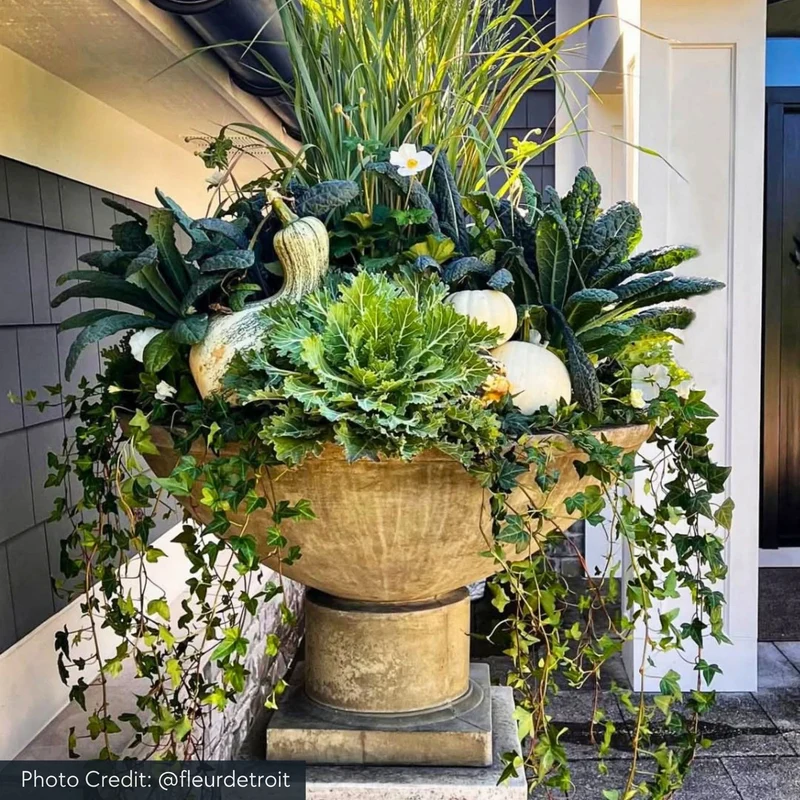 Savoy Concrete Planter - Campania #P622