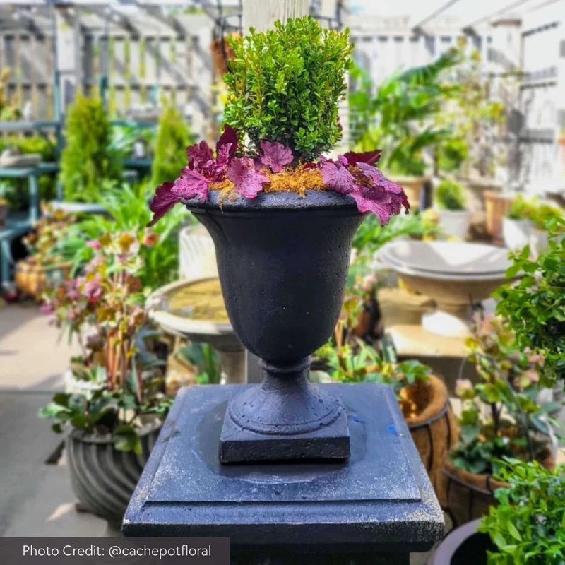 Linwood Concrete Urn Planter - Campania #P600