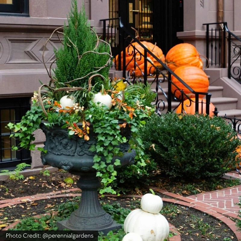 Smithsonian Morning Glory Concrete Urn Planter - Campania #P0529