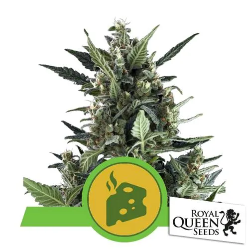 SEMI ROYAL QUEEN - BLUE CHEESE FEM - 5 SEMI