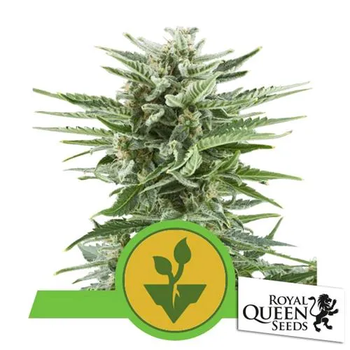 ROYAL QUEEN SEEDS - EASY BUD AUTO - 5 SEMI