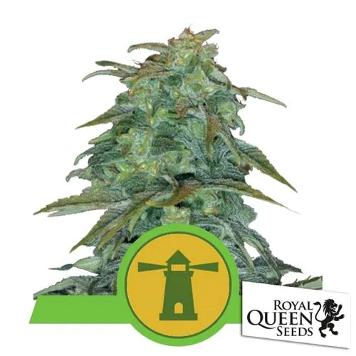 ROYAL QUEEN SEEDS - ROYAL HAZE AUTO - 5 SEMI