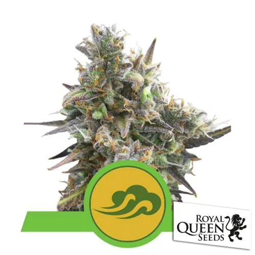ROYAL QUEEN SEEDS - ROYAL BLUEMATIC AUTO - 5 SEMI