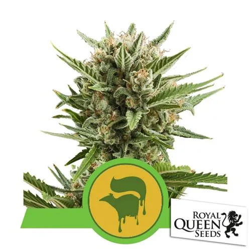 ROYAL QUEEN SEEDS - SWEET SKUNK AUTO - 5 SEMI