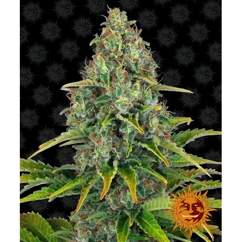 BARNEY'S FARM - BLUEBERRY CHEESE AUTOMATICA - 5 SEMI