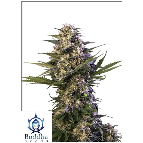 SEMI DI BUDDHA - KRAKEN FEMMINIZZATO - BLISTER 10 SEMI