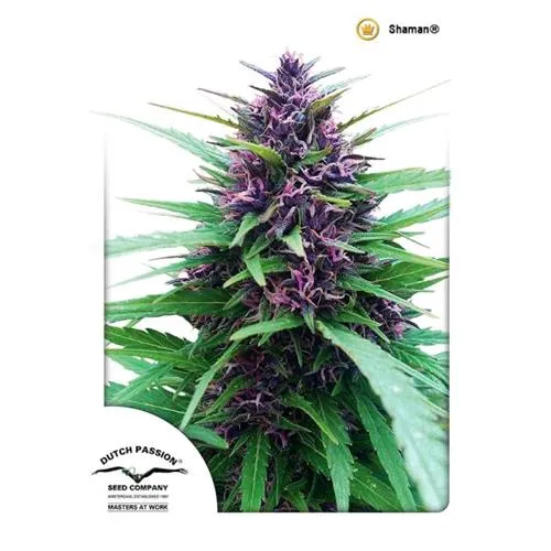 PASSIONE OLANDESE - SCIAMANO FEM - 5 SEMI