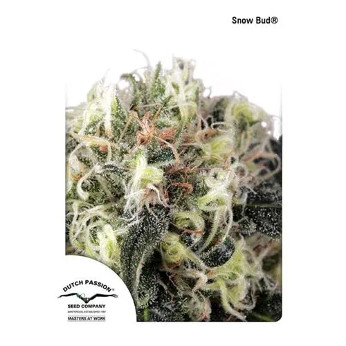 PASSIONE OLANDESE - SNOWBUD FEMMINIZZATA - 5 SEMI
