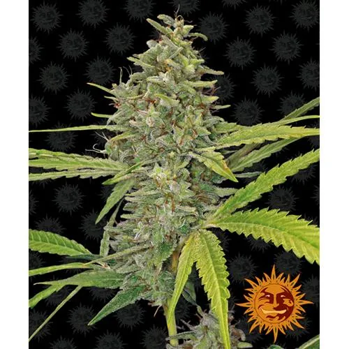 BARNEY'S FARM - G13 HAZE FEM - 10 SEMI