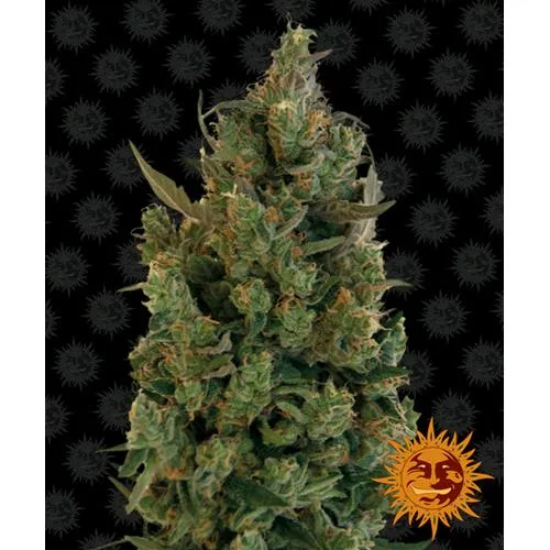 BARNEY'S FARM - BLUEBERRY CHEESE FEM - 10 SEMI