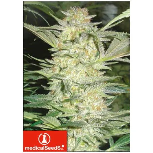SEMI MEDICI - WHITE WIDOW 5 SEMI