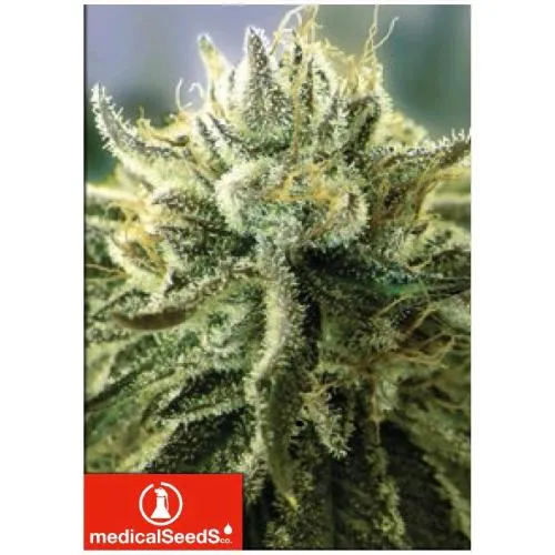 SEMI MEDICI - CANADIAN KUSH 2.0 - 5 SEMI