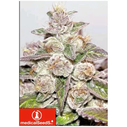 SEMI MEDICI - MENDOCINO PURPLE KUSH 3 SEMI