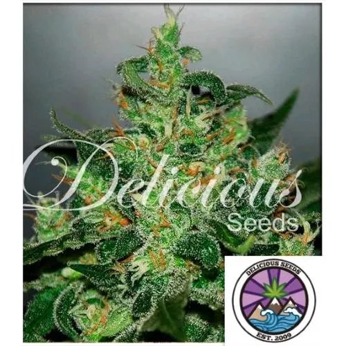 SEMI DELIZIOSI - CRITICAL JACK HERER AUTO - 3 SEMI