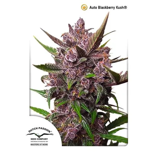 PASSIONE OLANDESE - AUTOBLACKBERRY KUSH - 3 SEMI
