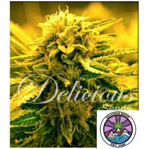 SEMI DELIZIOSI - SUGAR BLACK ROSE AUTO - 5 SEMI