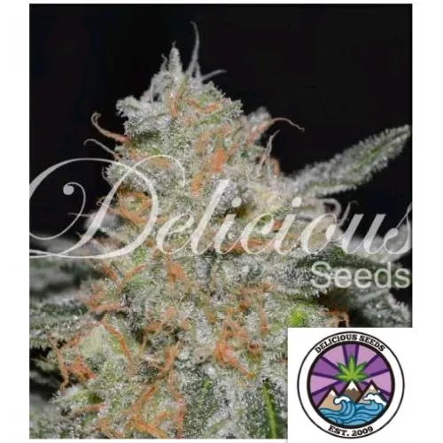 SEMI DELICIOUS - CRITICAL NEVILLE HAZE 2.0 FEM - 3 SEMI
