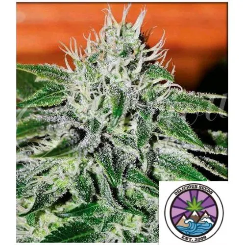 SEMI DELIZIOSI - CRITICAL JACK HERER FEM - 3 SEMI