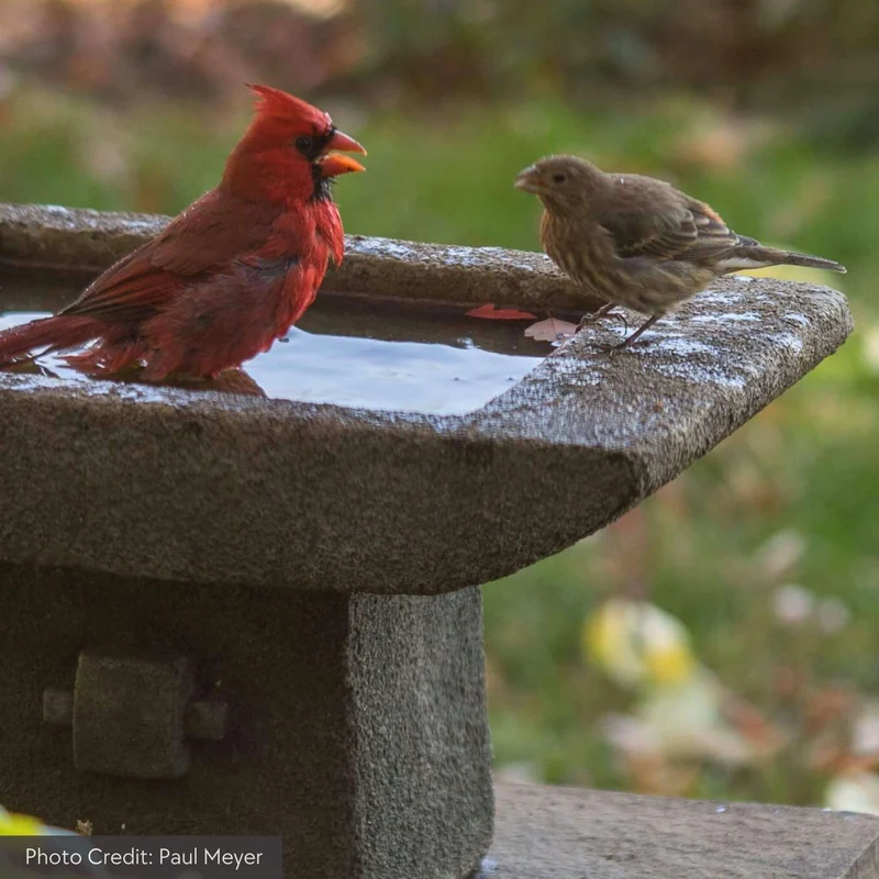 Kyoto Concrete Bird Bath - Campania #B068