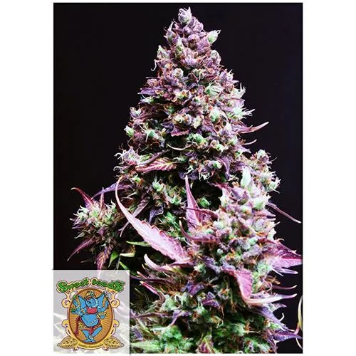 SWEET SEEDS - CREAM CARAMEL AUTO - 100 SEMI SFUSI