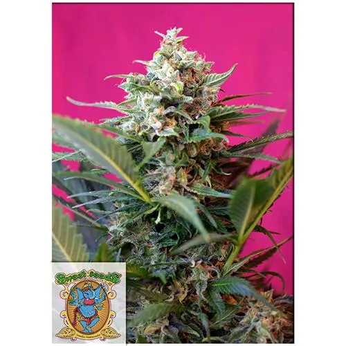 SWEET SEEDS - BIG DEVIL XL AUTO - BULK 25 SEMI