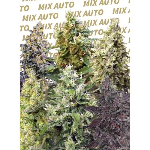 SEMI DOLCI SWEET MIX AUTO - 10 SEMI