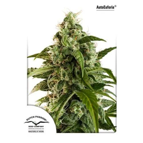 PASSIONE OLANDESE - EUFORIA AUTO FEM - 7 SEMI