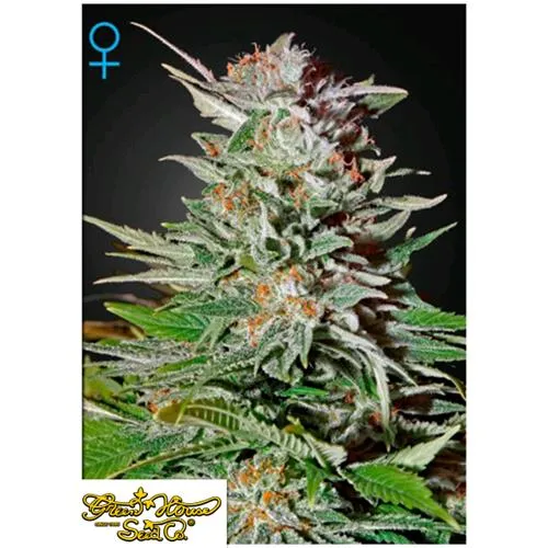 GREEN HOUSE - SUPER LEMON HAZE AUTOFIORENTE - 3 SEMI