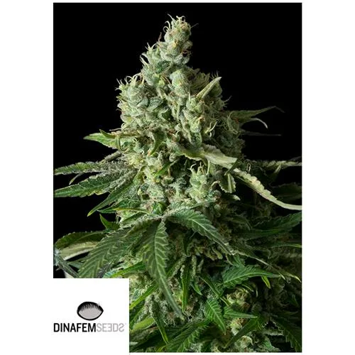 DINAFEM - MOBY DICK CBD FEMMINIZZATO - 5 SEMI