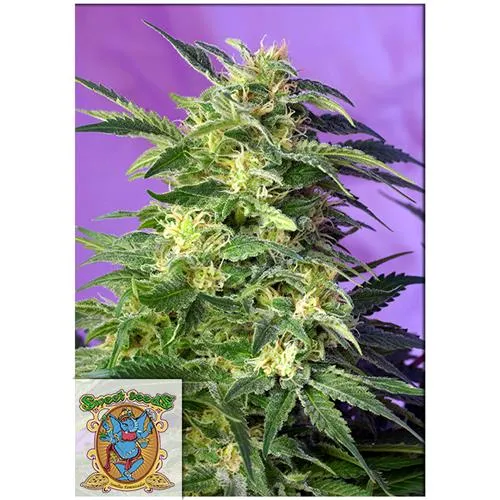SEMI DOLCI - KILLER KUSH AUTO - 5+2 SEMI