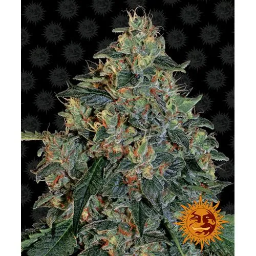 BARNEY'S FARM - BLUEBERRY OG FEM - 3 SEMI