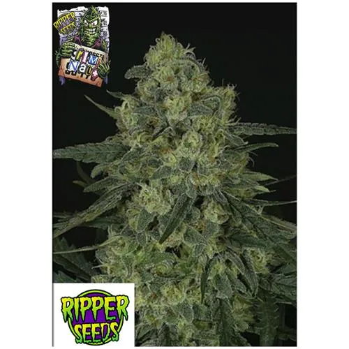 SEMI RIPPER - CRIMINAL + - 5 SEMI