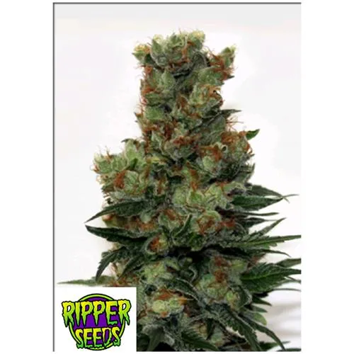 SEMI DI RIPPER - RIPPER BADAZZ - 3 SEMI