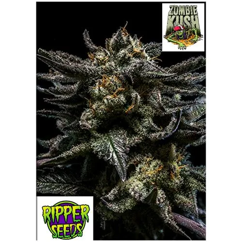 SEMI DI RIPPER - ZOMBIE KUSH - 1 SEME